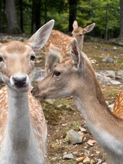 white tailed deer