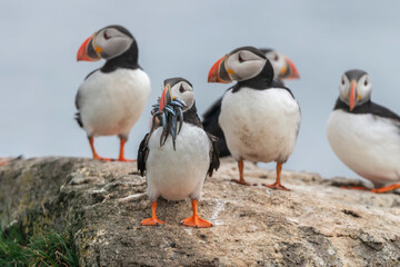 Atlantic puffin with the catch of the day
