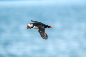 Atlantic puffin soaring through the sky takes fish in its beak  towards its nest.

