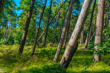 Forest at Slowinski national park in Poland