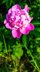 Fototapeta premium Close-up of a vibrant pink peony (1)
