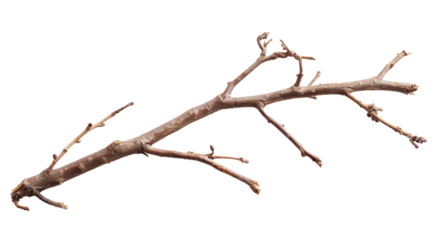 Twig and Stick isolate on transparency background