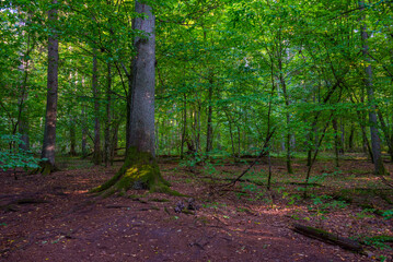 Part of Bialowieza national park with the highest level of restr
