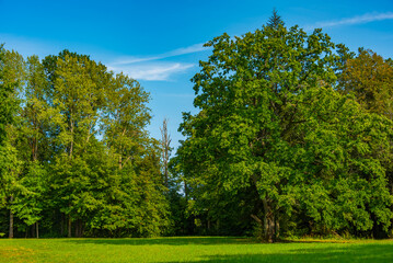 Meadow at Bialowieza national park in Poland