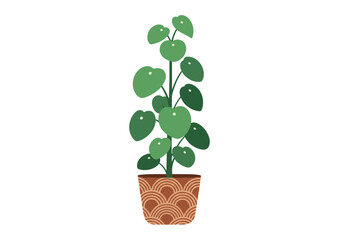 Fototapeta premium A tall potted chinese money plant with round green leaves growing in a decorative brown pot