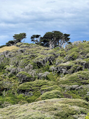 Lush green hillside with trees under cloudy sky