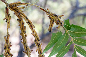 Yellow-necked Caterpillars (Datana ministra)