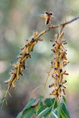 Yellow-necked Caterpillars (Datana ministra)