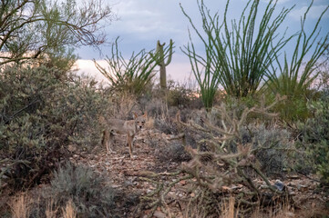 Coyote (Canis latrans)
