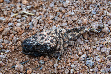 Gila Monster (Heloderma suspectum) remains as found in the desert