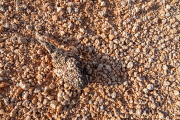 Gila Monster (Heloderma suspectum) remains as found in the desert