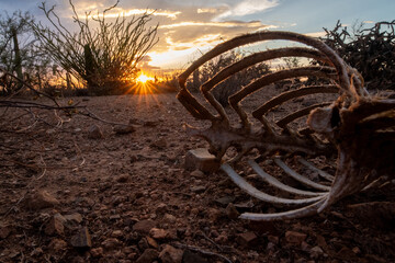 Deer rib cage as found in the sonoran desert
