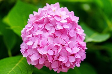 A beautiful close-up of a pink hydrangea reveals delicate petals forming a perfect sphere. This floral masterpiece is ideal for greeting cards, invitations, and garden designs.