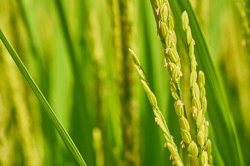 稲穂に花が咲く頃の田んぼの風景。8月下旬の水田