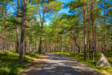 Forest path at Hel peninusla in Poland