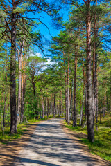 Forest path at Hel peninusla in Poland