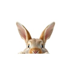 Obraz premium bunny ears, peeking, white background, simple cute