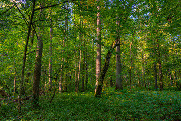 Part of Bialowieza national park with the highest level of restr