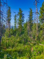 Fototapety na wymiar - Fototapeta24.pl