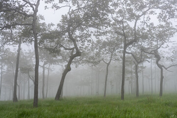 Obraz premium thai tulip flower, beautiful, bright, close-up