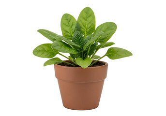 Fototapeta premium A vibrant spinach plant sits in a terracotta pot against a stark black background.