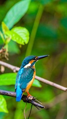 Naklejka premium Colorful bird perched on a branch