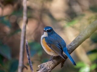 Obraz premium 森の深い藪の奥で静かに周りを見渡しているルリビタキの雄