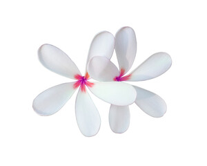 Plumeria or Frangipani or Temple tree flower. Close up pink-yellow frangipani flowers bouquet isolated on transparent background.	