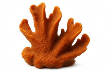 Close-up of an orange sea sponge, isolated on a transparent background, showcasing its unique texture and intricate structure