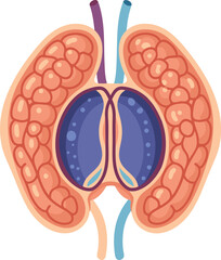 Illustration of Pituitary Gland Anatomy Medical Vector