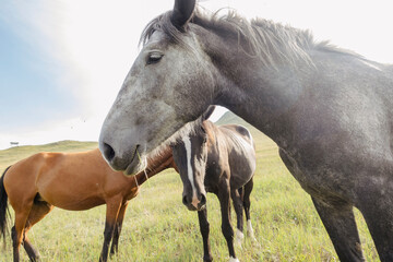 Obraz premium wild pied horse with annoying flies in the eyes
