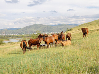 Herd of horses, stallions, mares, foals in the meadow