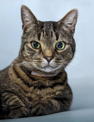 High-resolution close-up portrait of a domestic short-haired tabby cat with striking green eyes, looking directly at the camera. The cat is resting against a neutral background, creating a clean and p