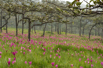 Obraz premium thai tulip flower, beautiful, bright, close-up