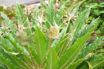 Close-up of Dorstenia Plant in the garden