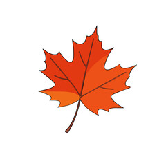 Maple tree leaves are reddish brown on a white background.