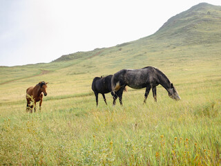 Herd of horses, stallions, mares, foals in the meadow