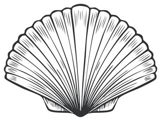 Illustrated seashell in black and white with detailed lines, design element
