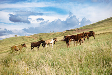 Herd of horses, stallions, mares, foals in the meadow