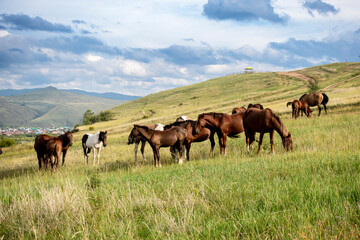 Fototapeta premium Herd of horses, stallions, mares, foals in the meadow