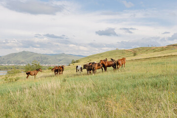 Herd of horses, stallions, mares, foals in the meadow