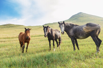 Fototapeta premium wild pied horse portrait. curiously looking at camera. summer meadow, annoying flies 