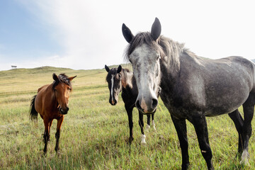 wild pied horse portrait. curiously looking at camera. summer meadow, annoying flies 