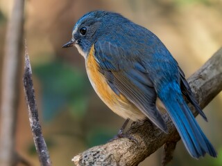 森の深い藪の奥で静かに周りを見渡しているルリビタキの雄のクローズアップ
