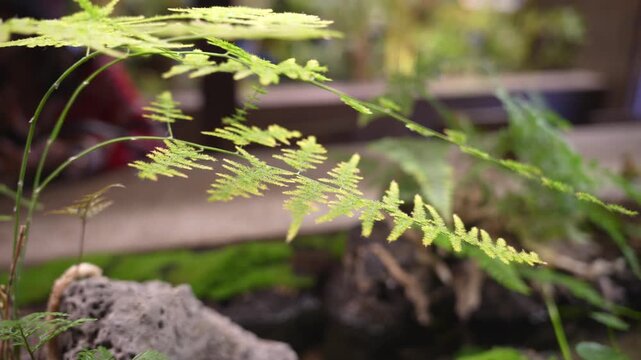 Fresh green leaves waving  in the wind. selective focus