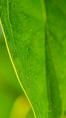Close-up of a vibrant green leaf (7)