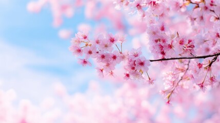 Delicate cherry blossom branches adorned with vibrant pink flowers against a clear blue sky