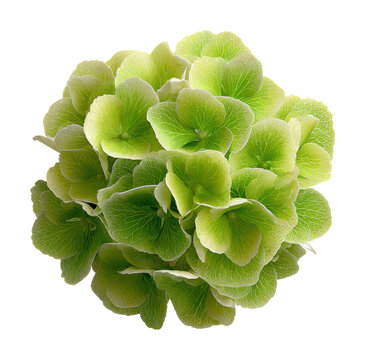 Vibrant green hydrangea blooms nature floral isolated on transparent background