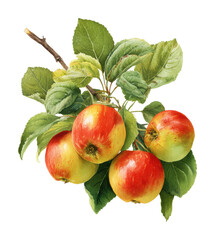 Harvested apples on a branch nature scene fresh fruit isolated on transparent background