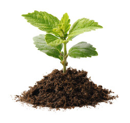 Planting fresh herbs in rich soil gardening natural growth isolated on transparent background